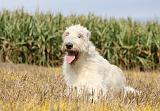 IRISH WOLFHOUND 124